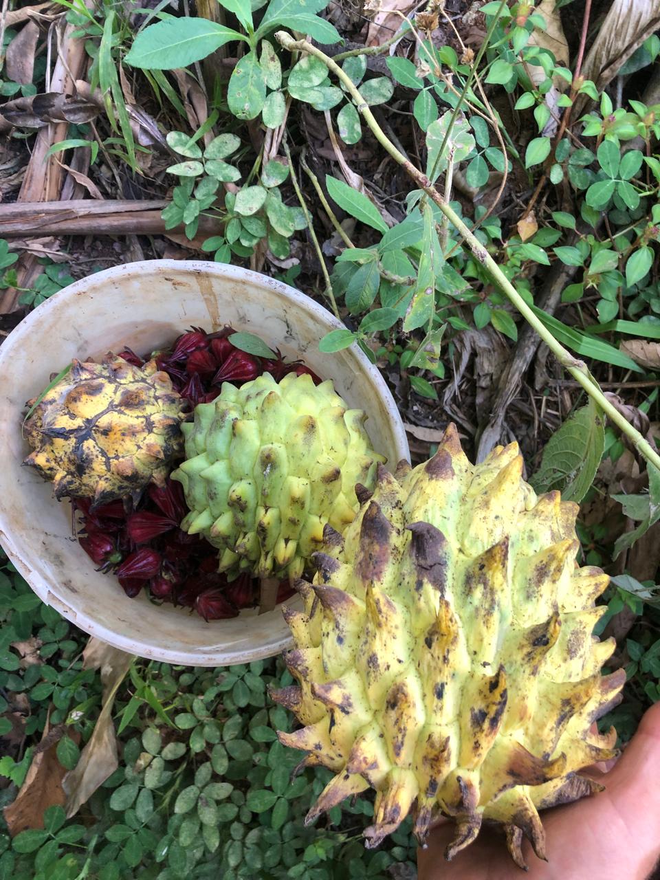 Custard apples