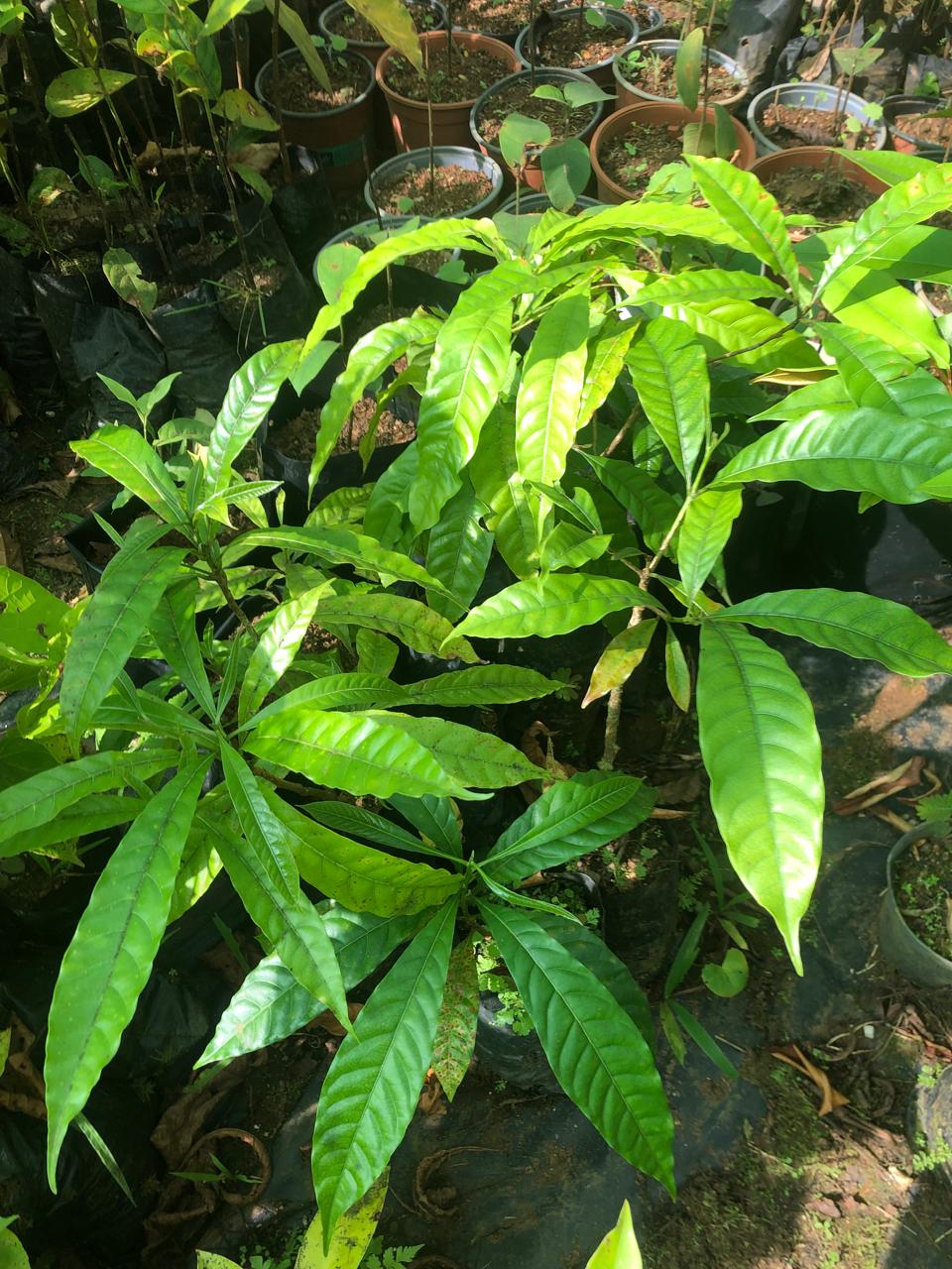 Tree seedlings in nursery