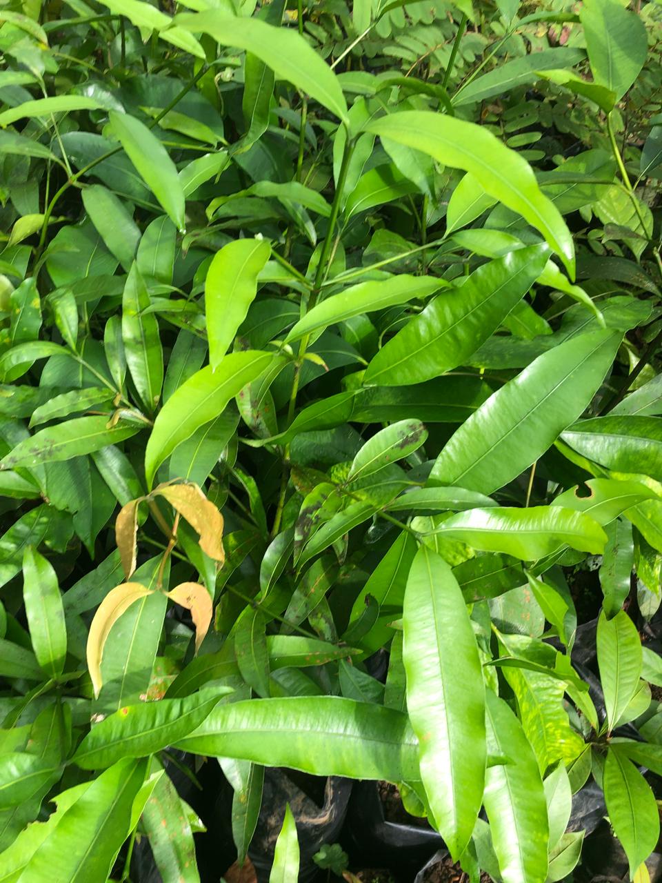 Tree seedlings in nursery