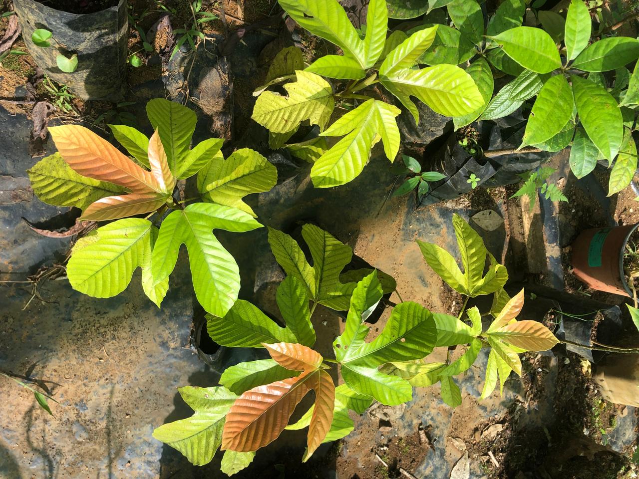 Tree seedlings in nursery