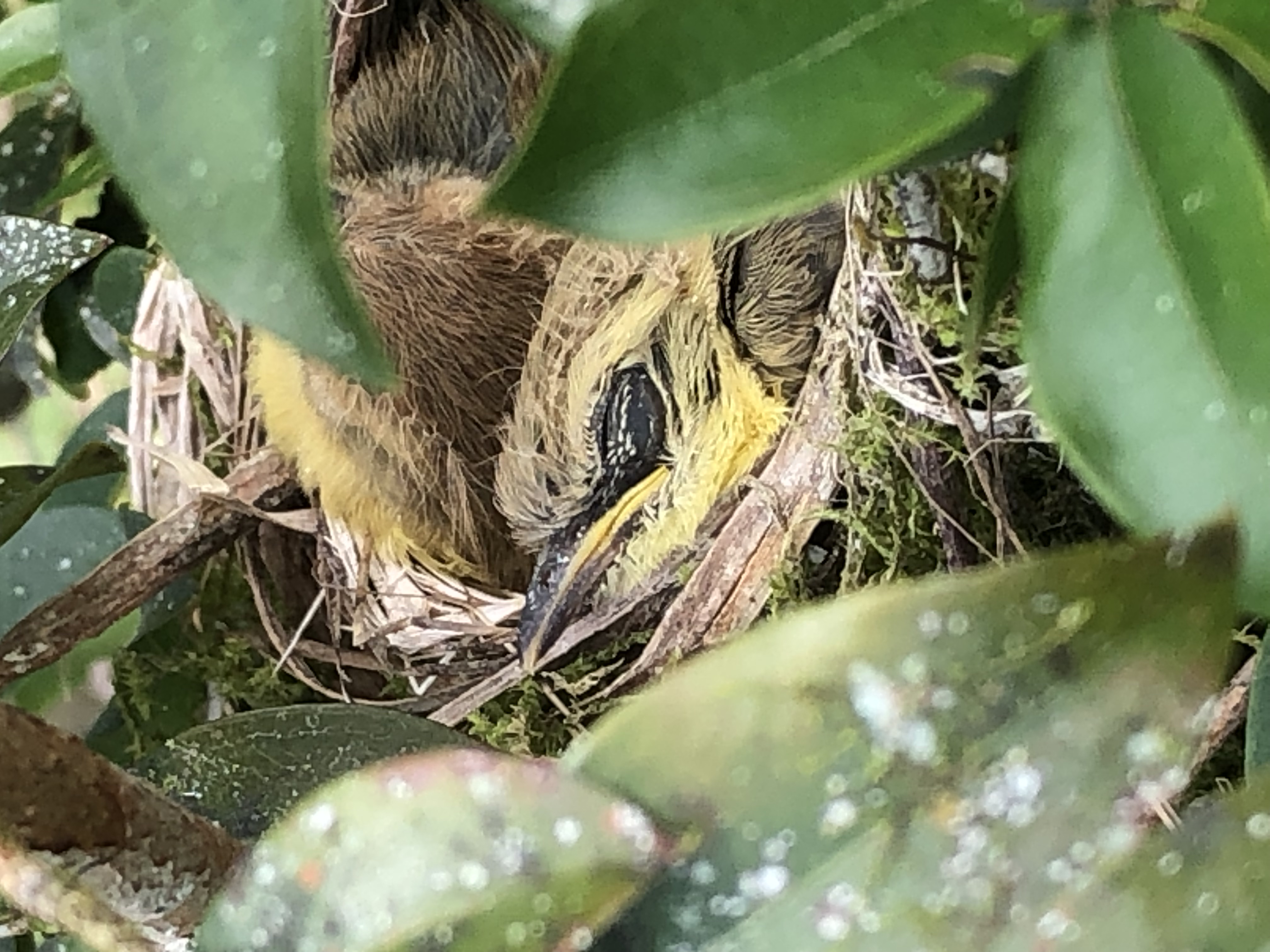 Great Kiskadee chicks