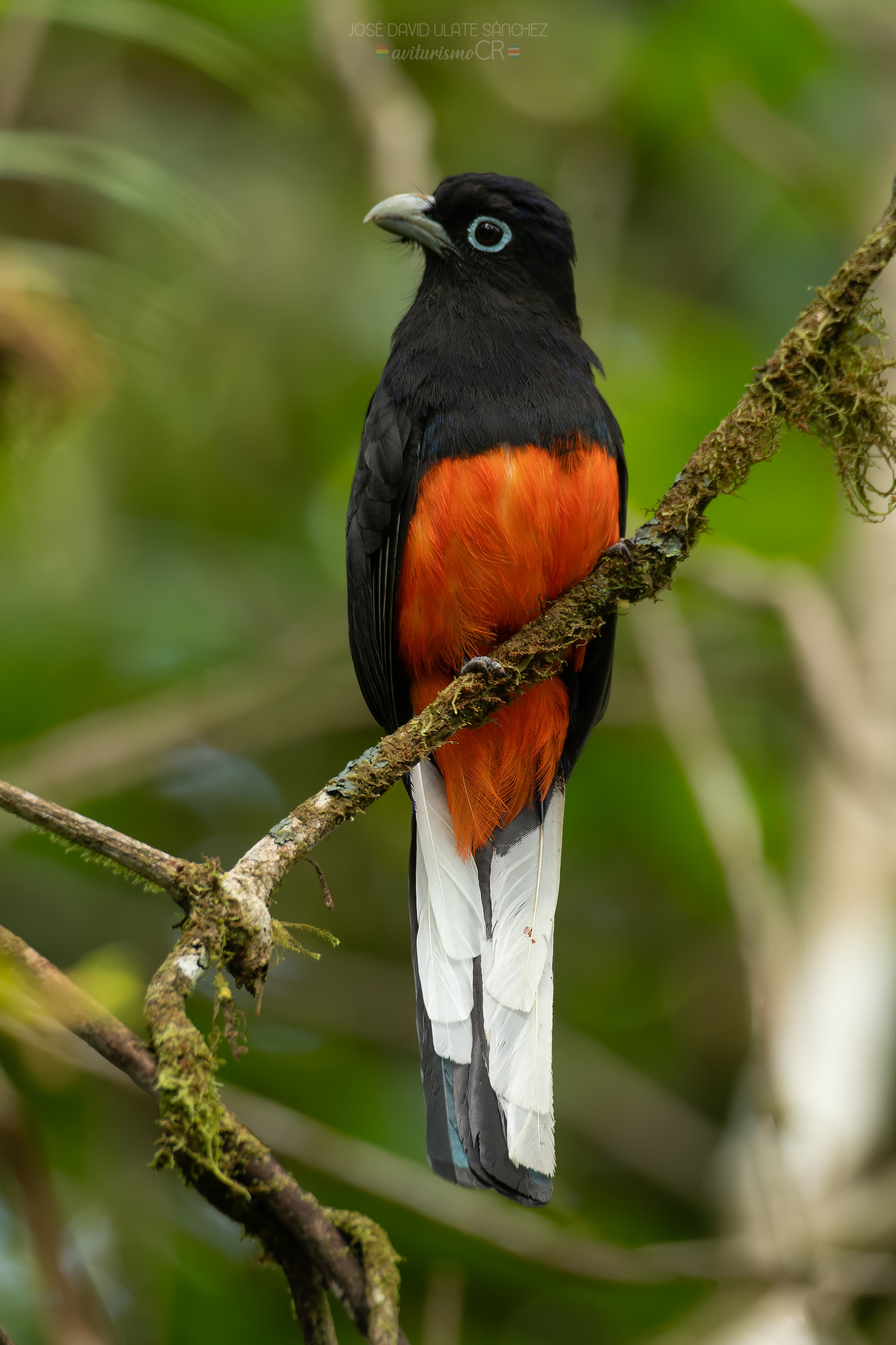 Saltarín Coroniazul