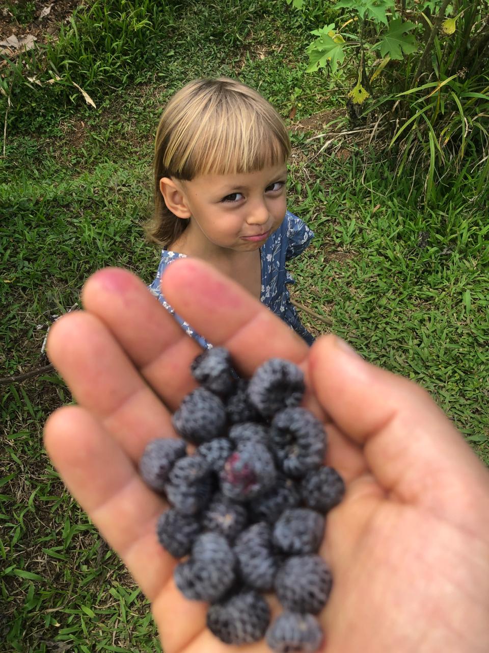 Black Raspberries