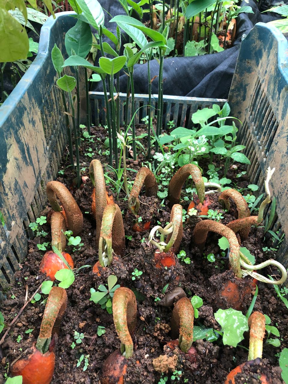 Tree seedlings in nursery