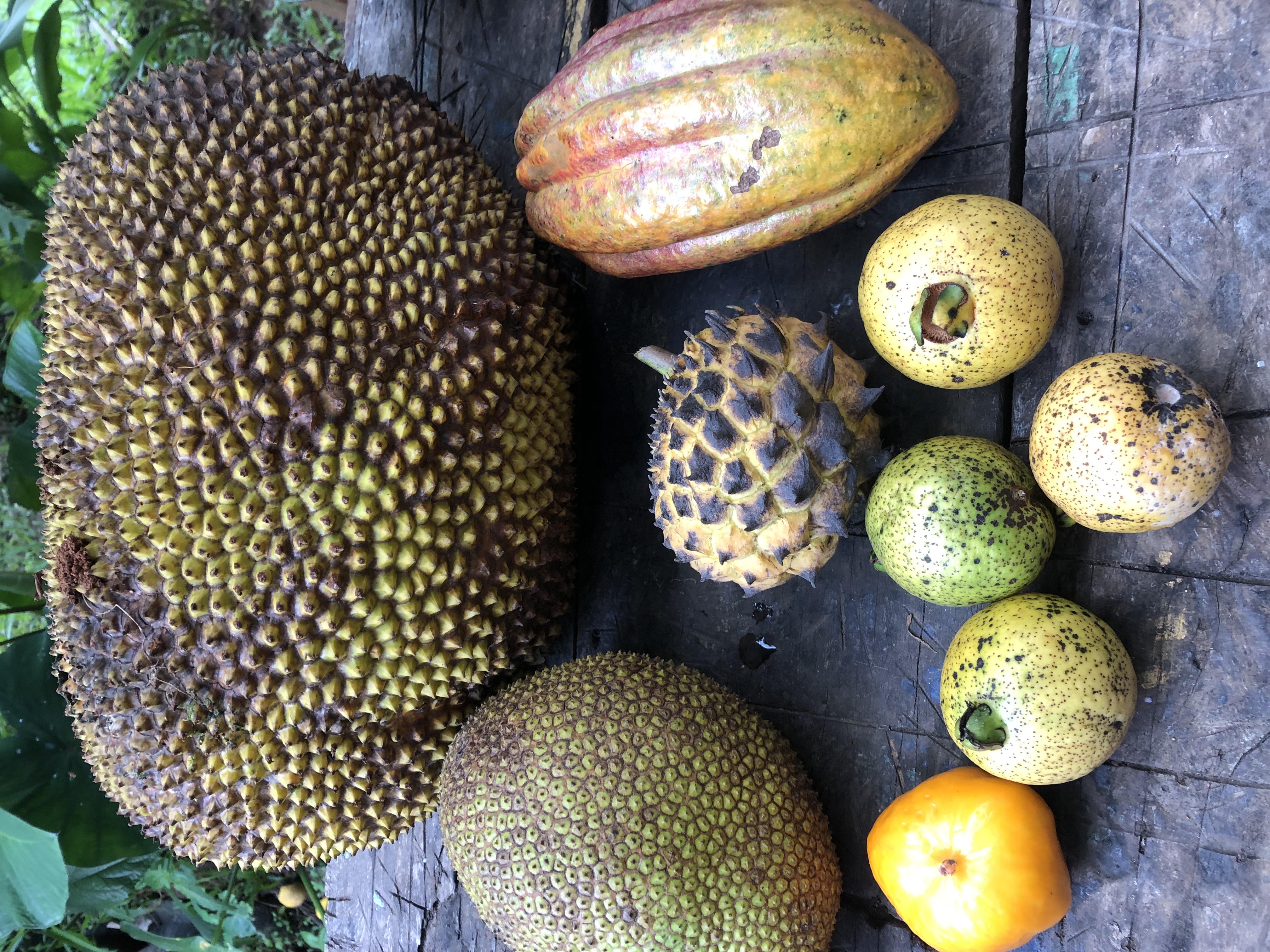 Harvest from La Floresta