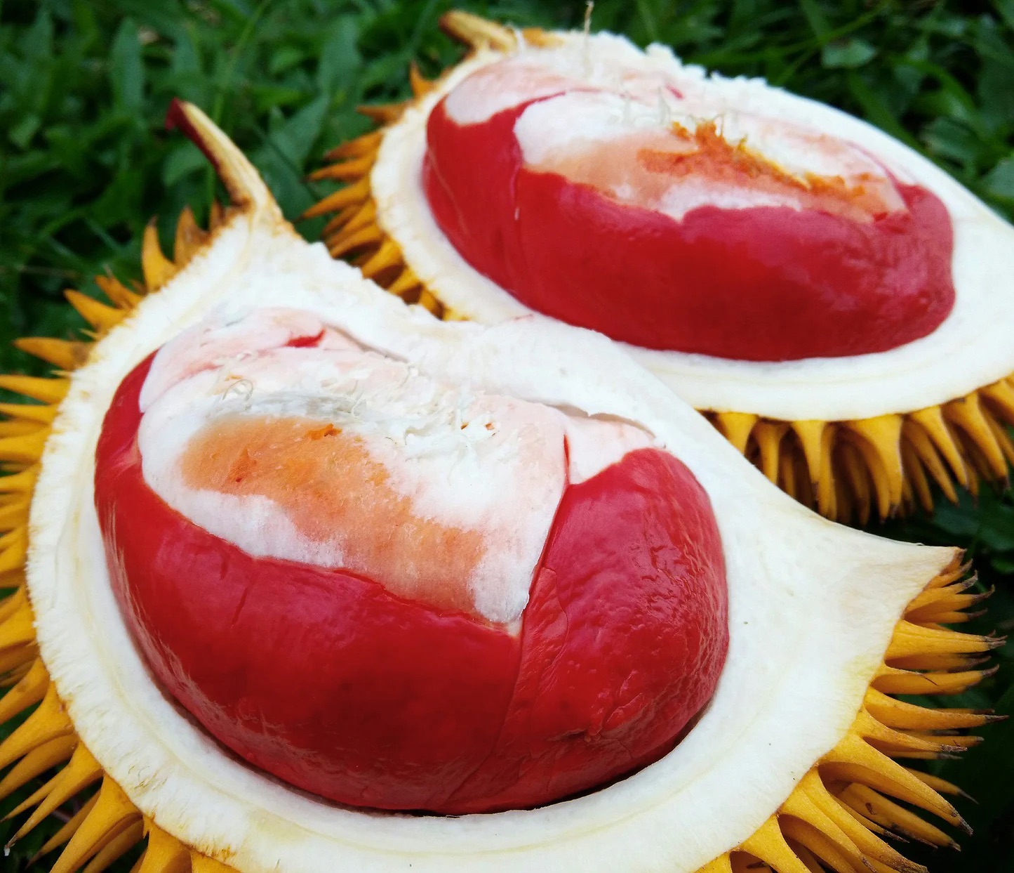 Durian Graveolens Sweet Red
