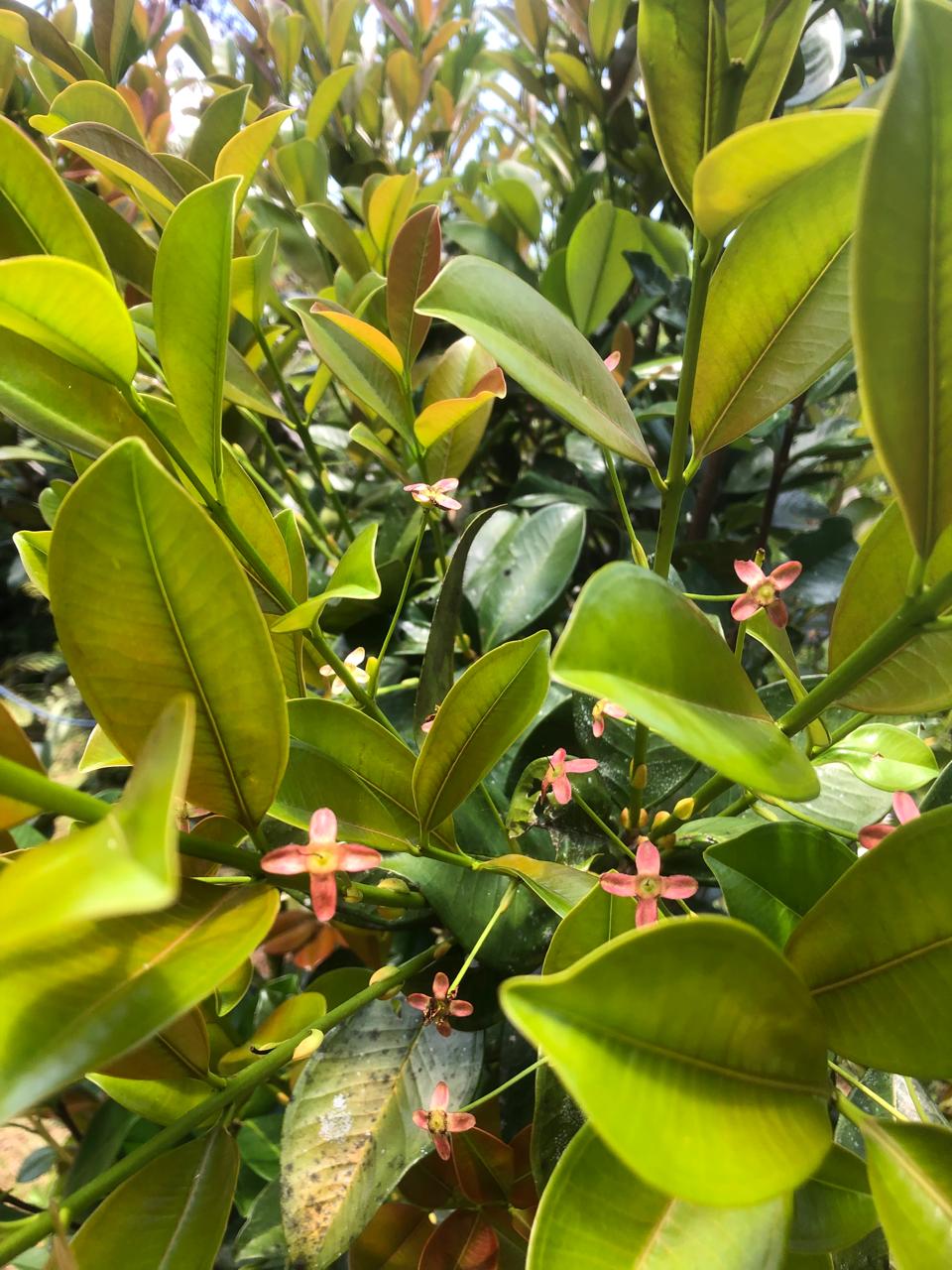 Rare Fruit Forest