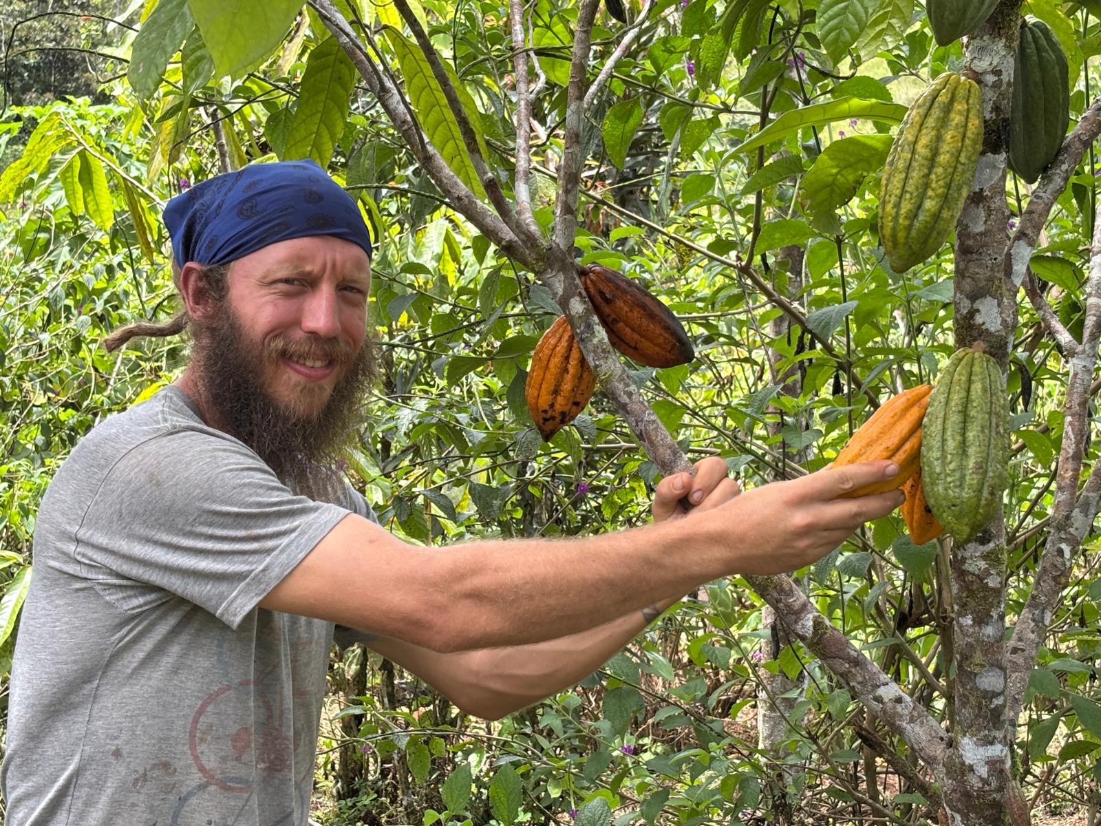 Harvesting Cacao from La Floresta