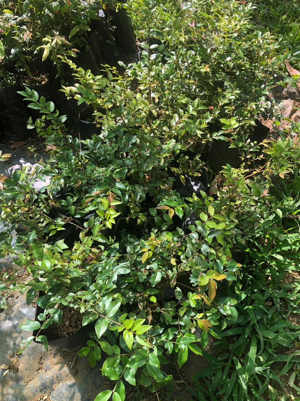 Potted tropical fruit tree