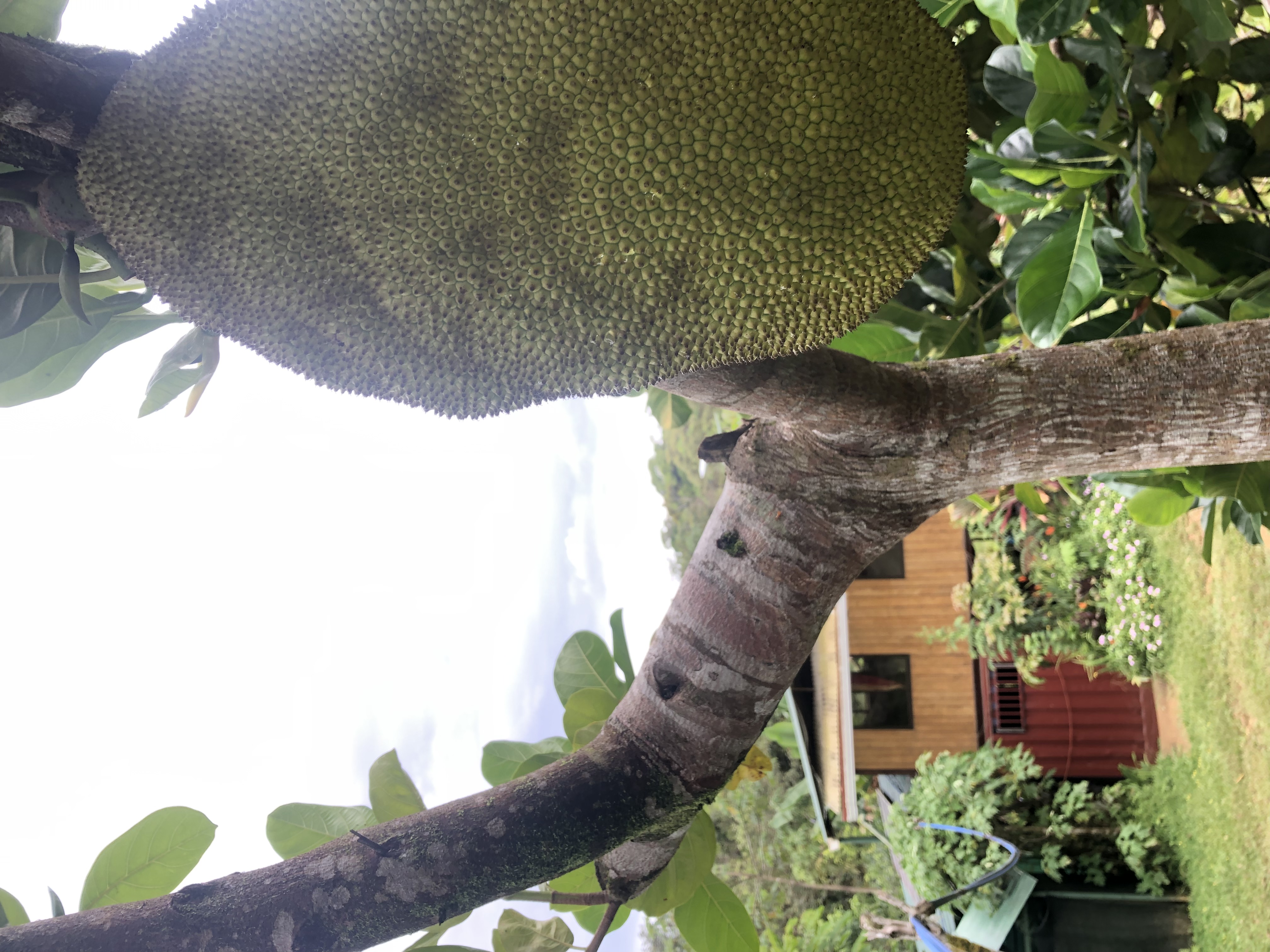 Jackfruit near the house