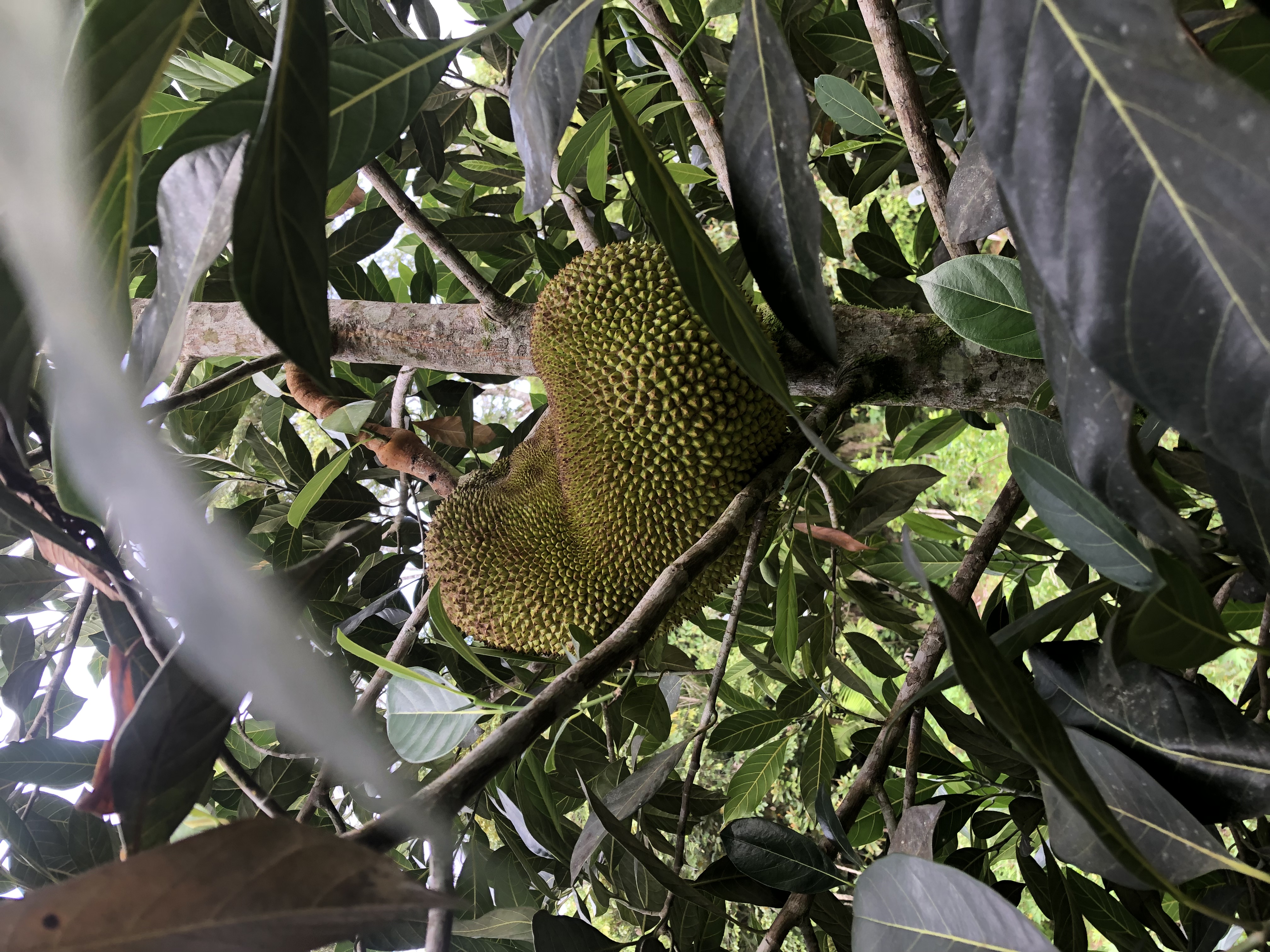 Jackfruit on Tree