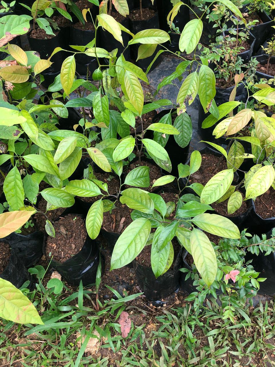 Tree seedlings in nursery