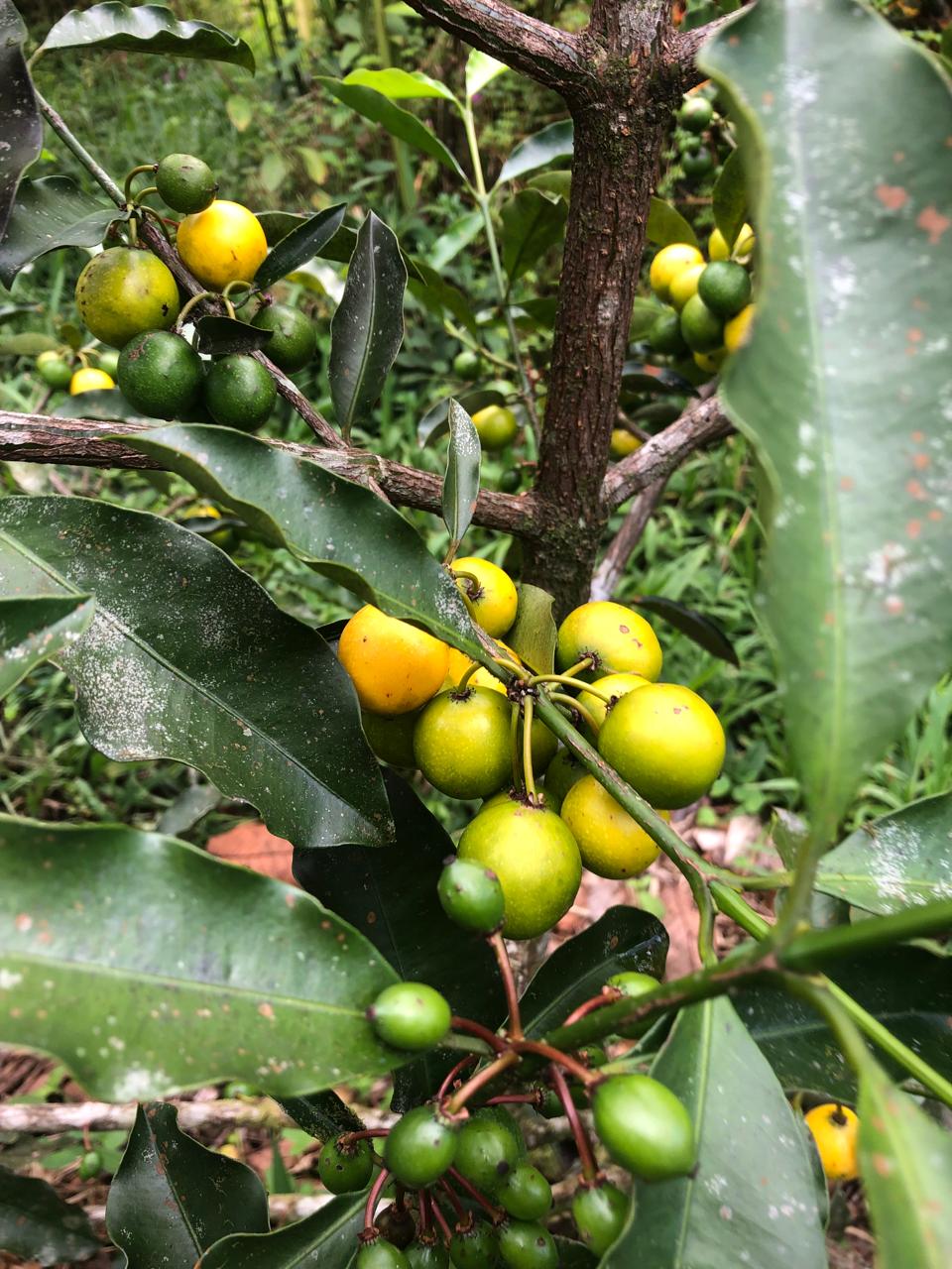 Rare Fruit Forest