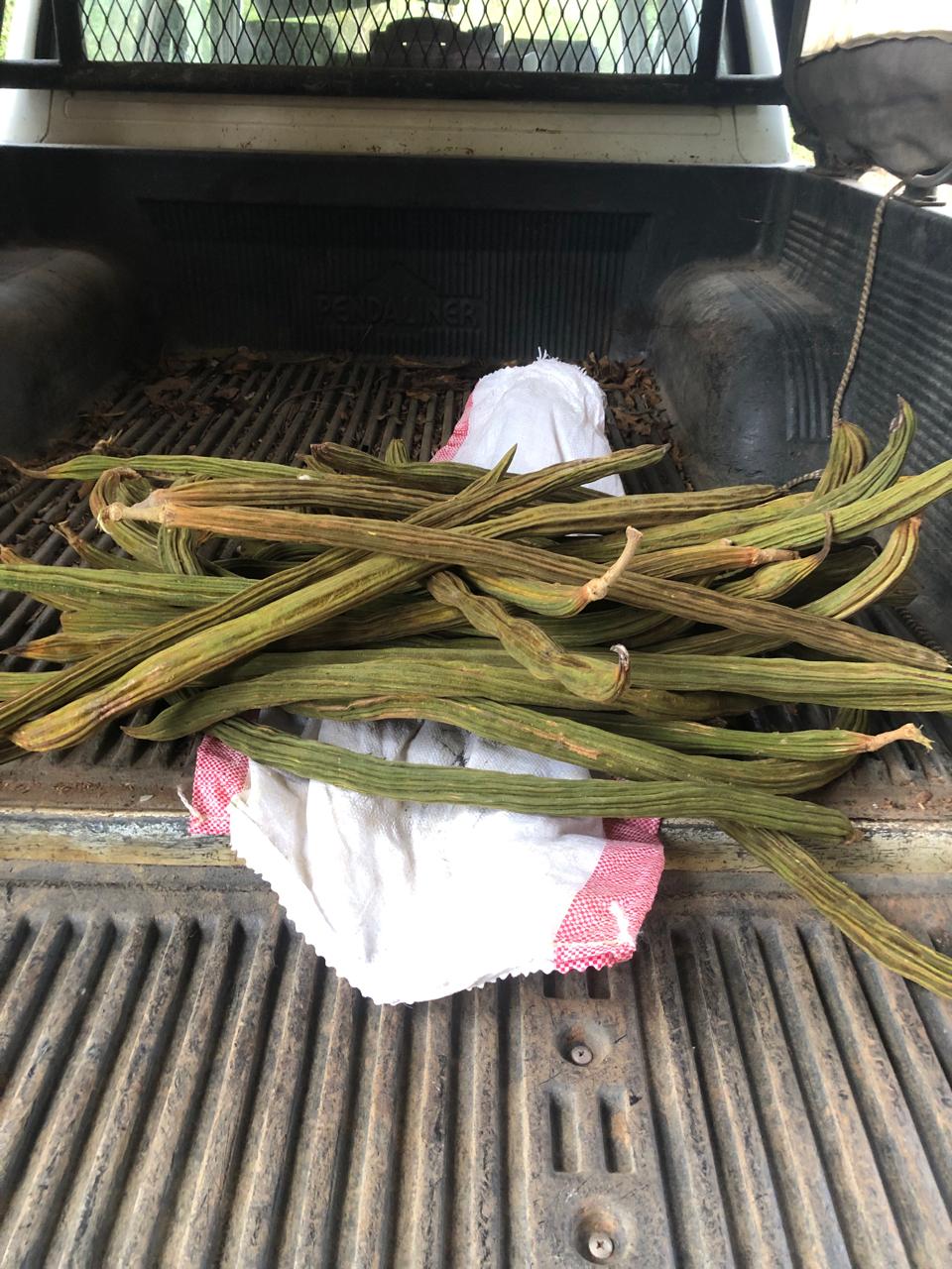 Loaded ice cream bean tree