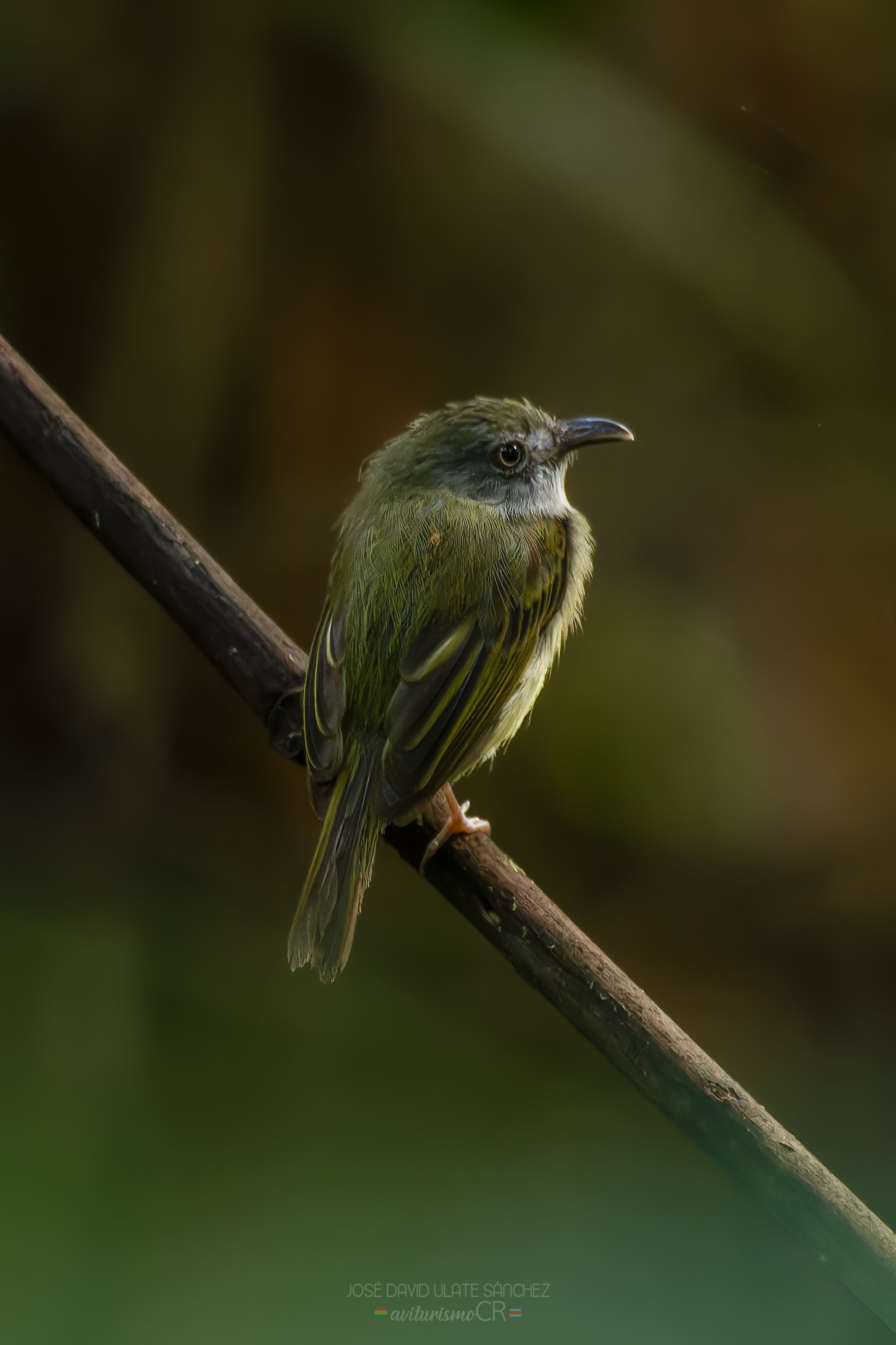 Saltarín Coroniazul