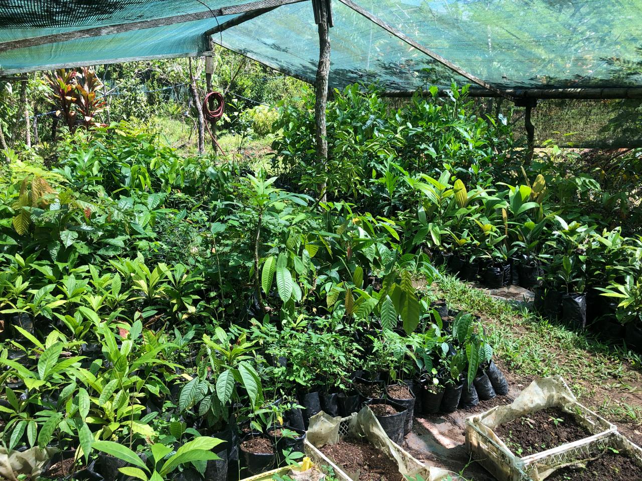 Fruit Tree Nursery