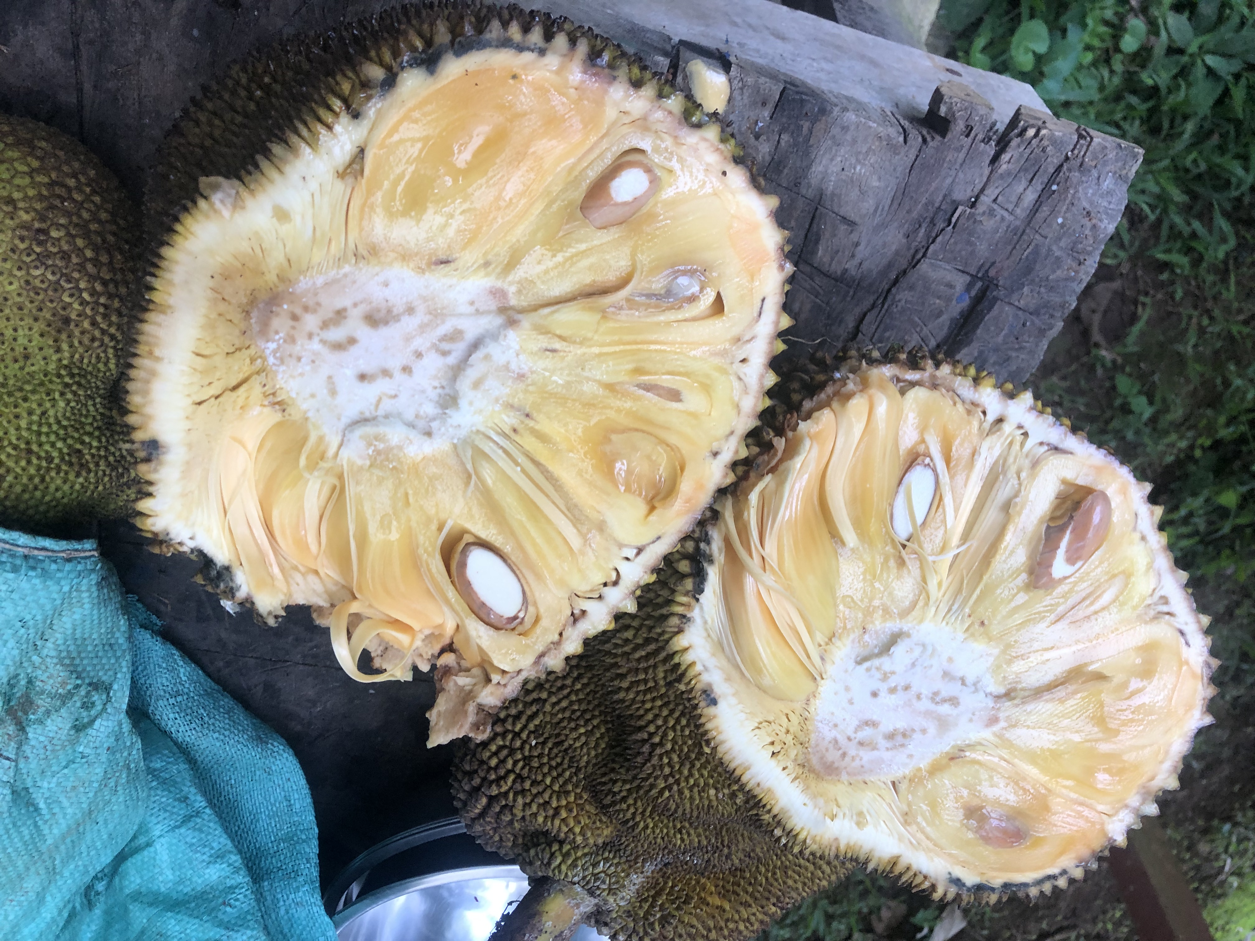 Cut open Jackfruit