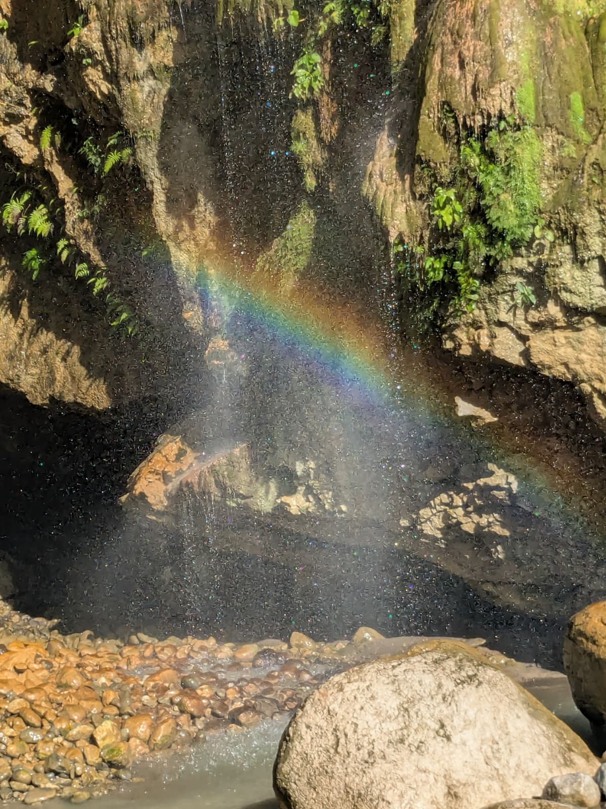 Rainbow Delicias