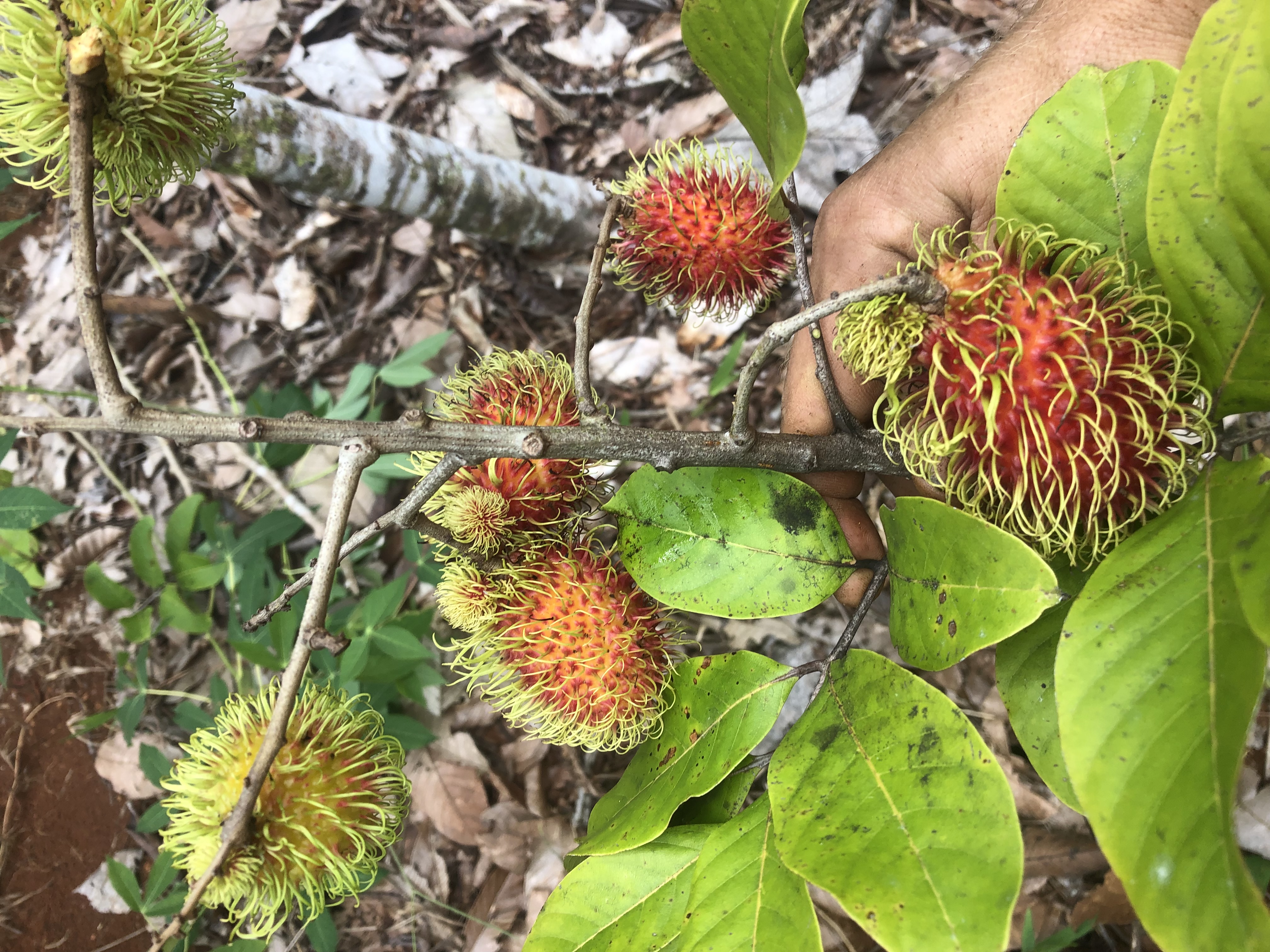 Rambutan Harvest