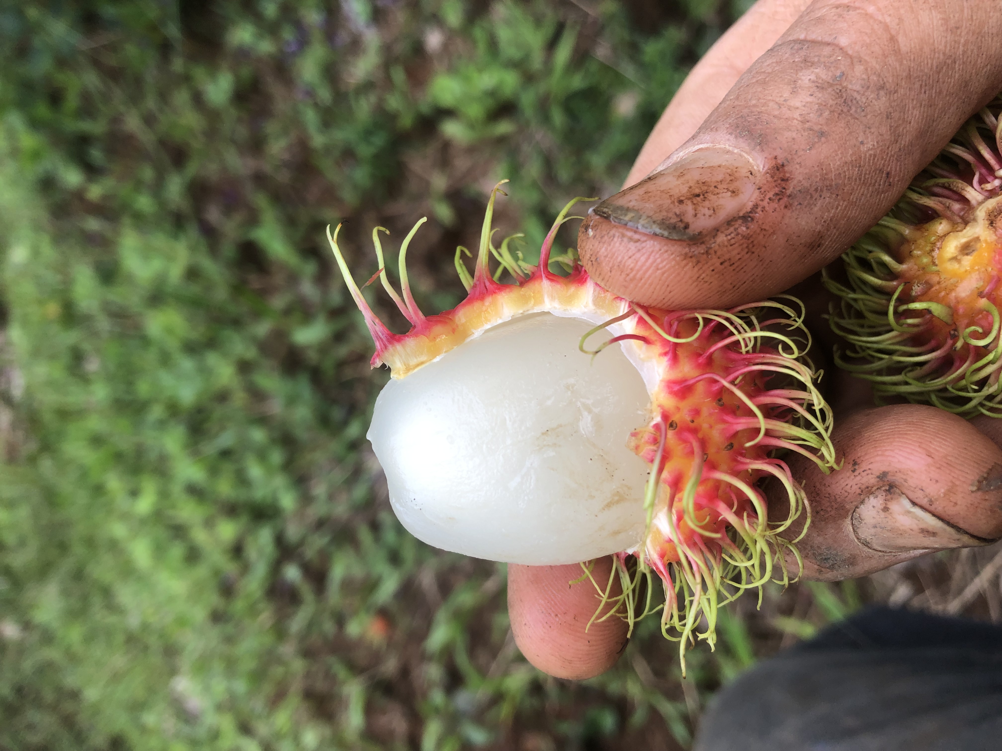 Rambutan Harvest