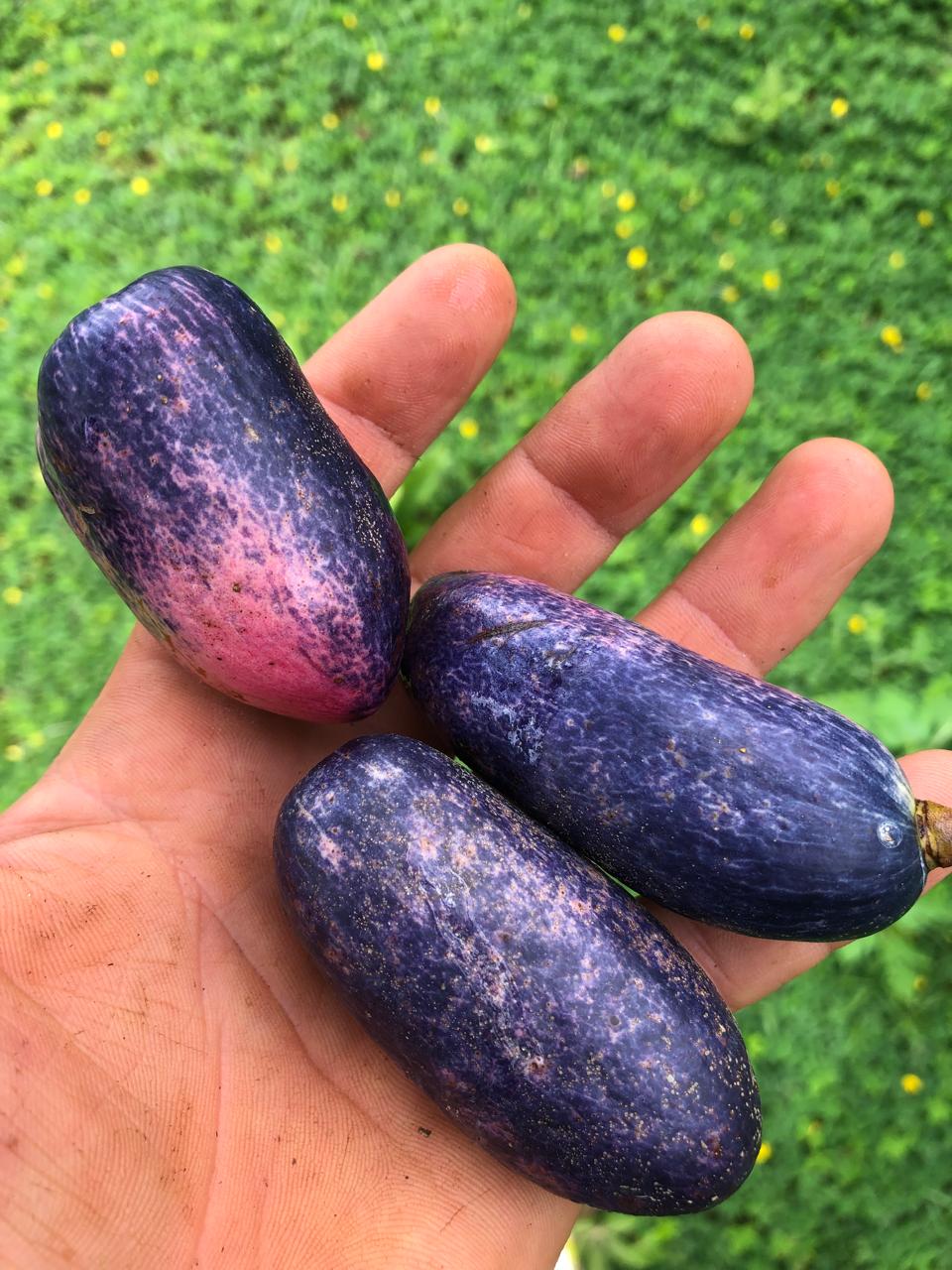 Safou in my hand