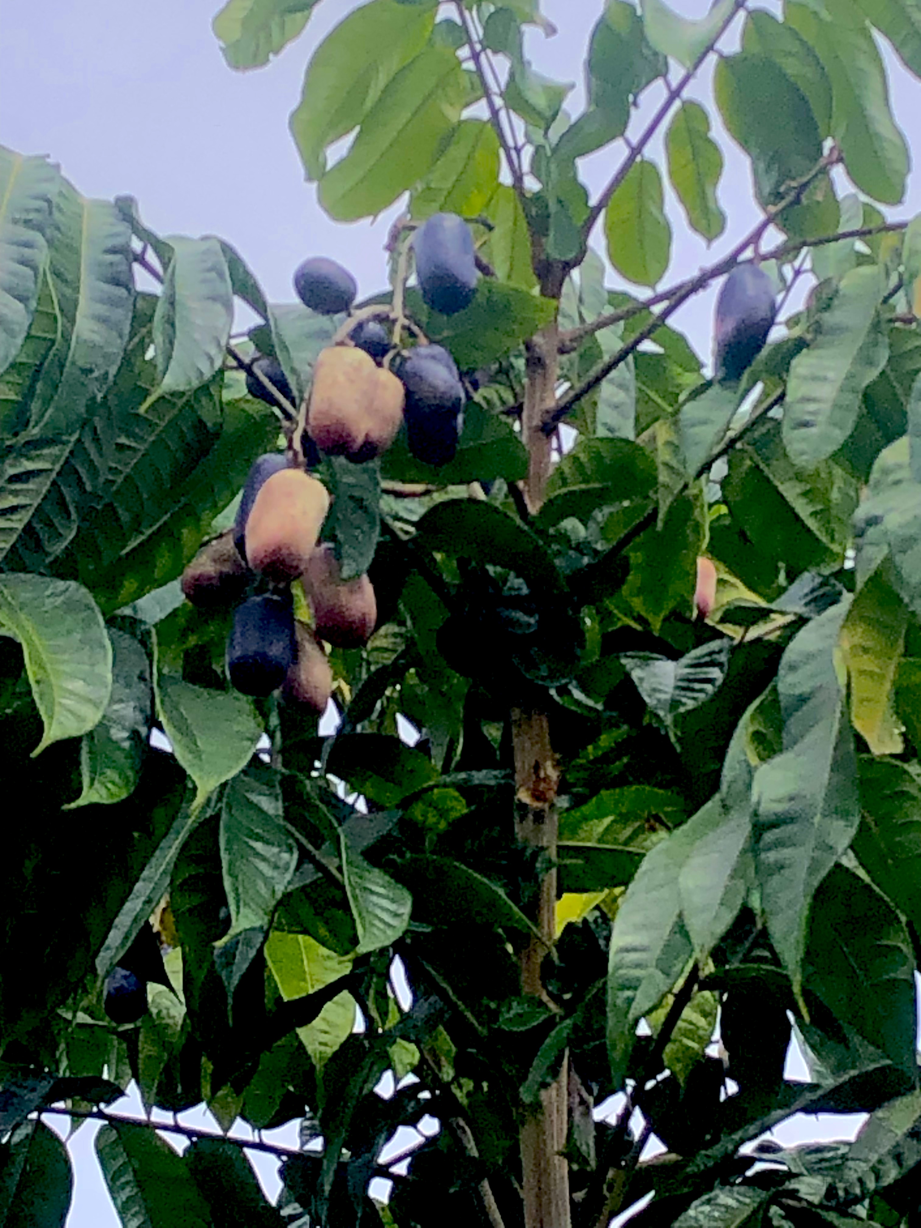 Safou on the Tree