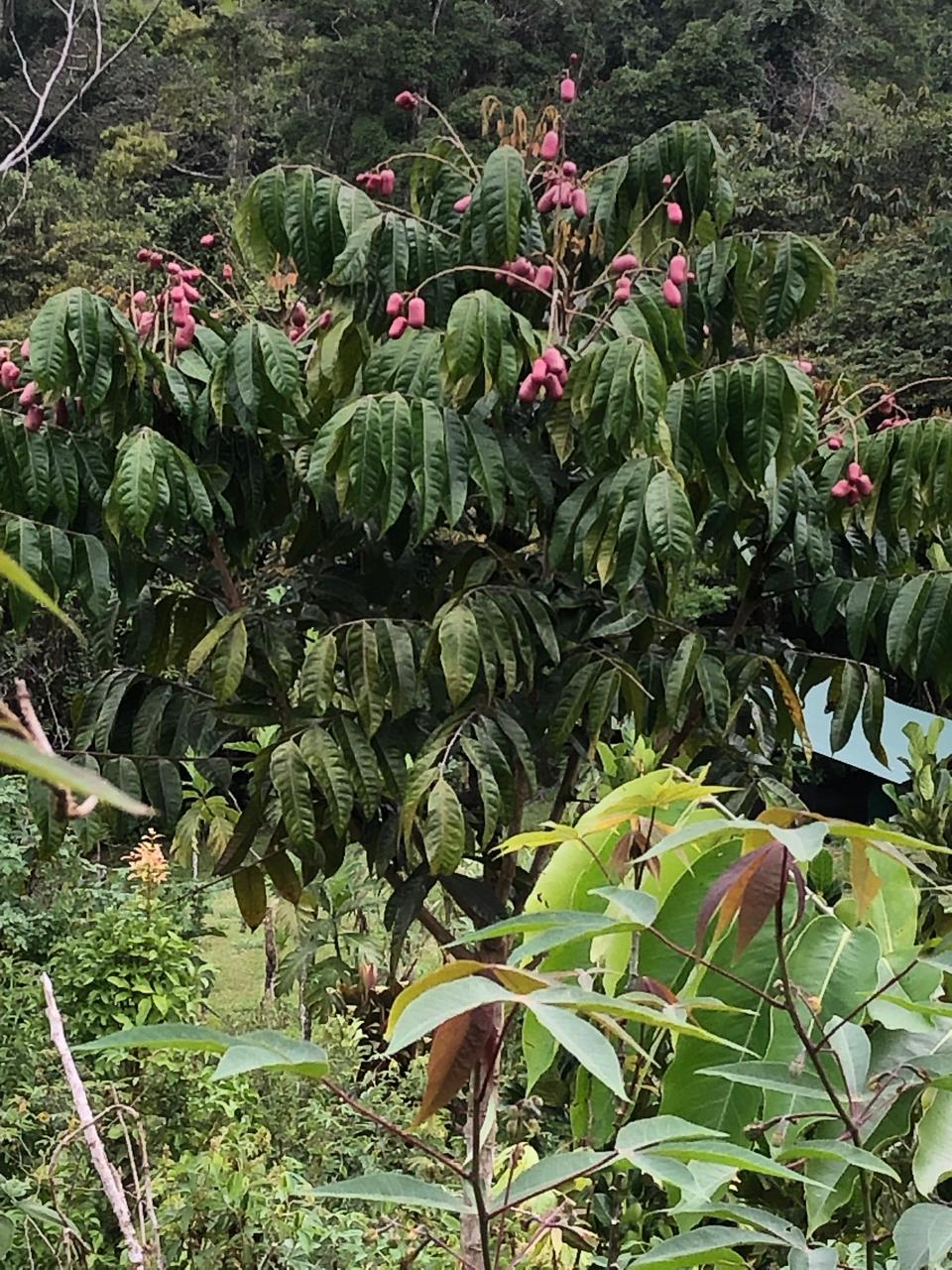 Safou Fruits