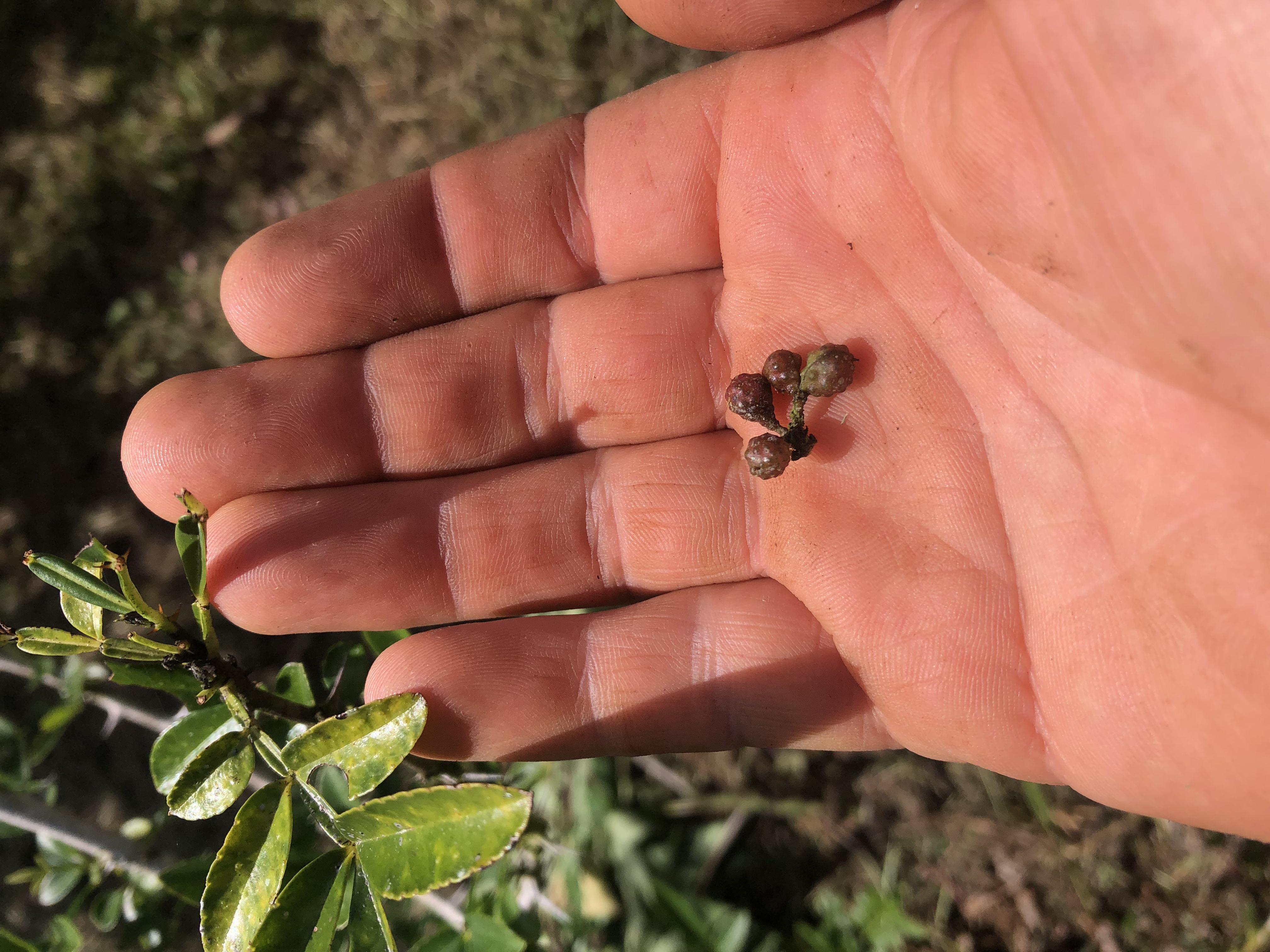 Sichuan Peppers