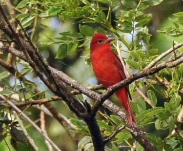 Male Summer Tanager