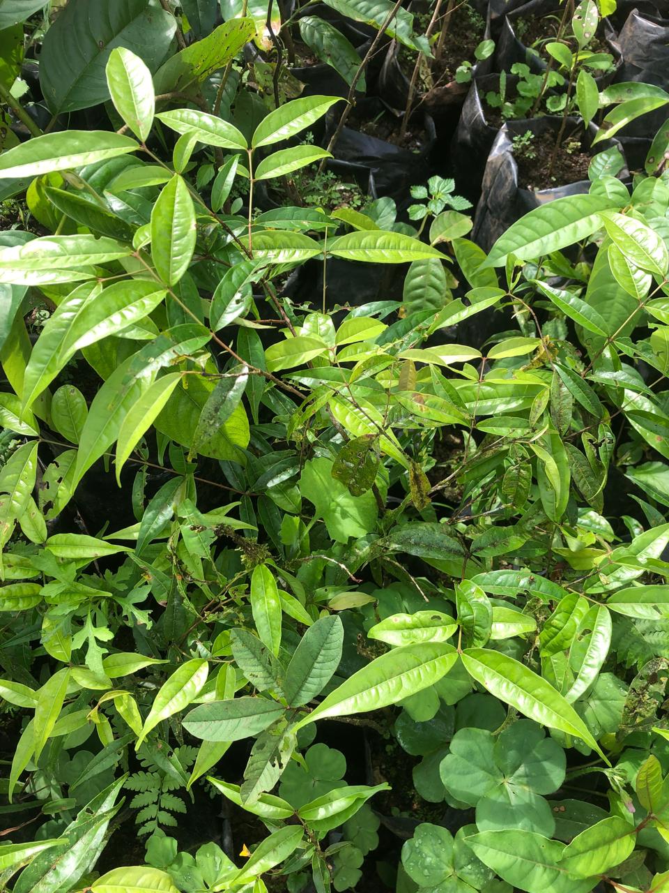 Tree seedlings in nursery