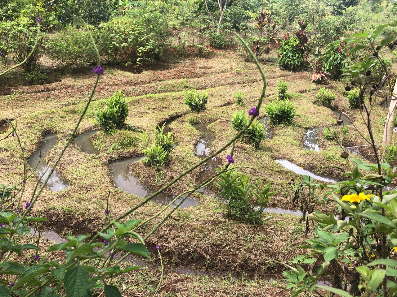 Permaculture landscape work