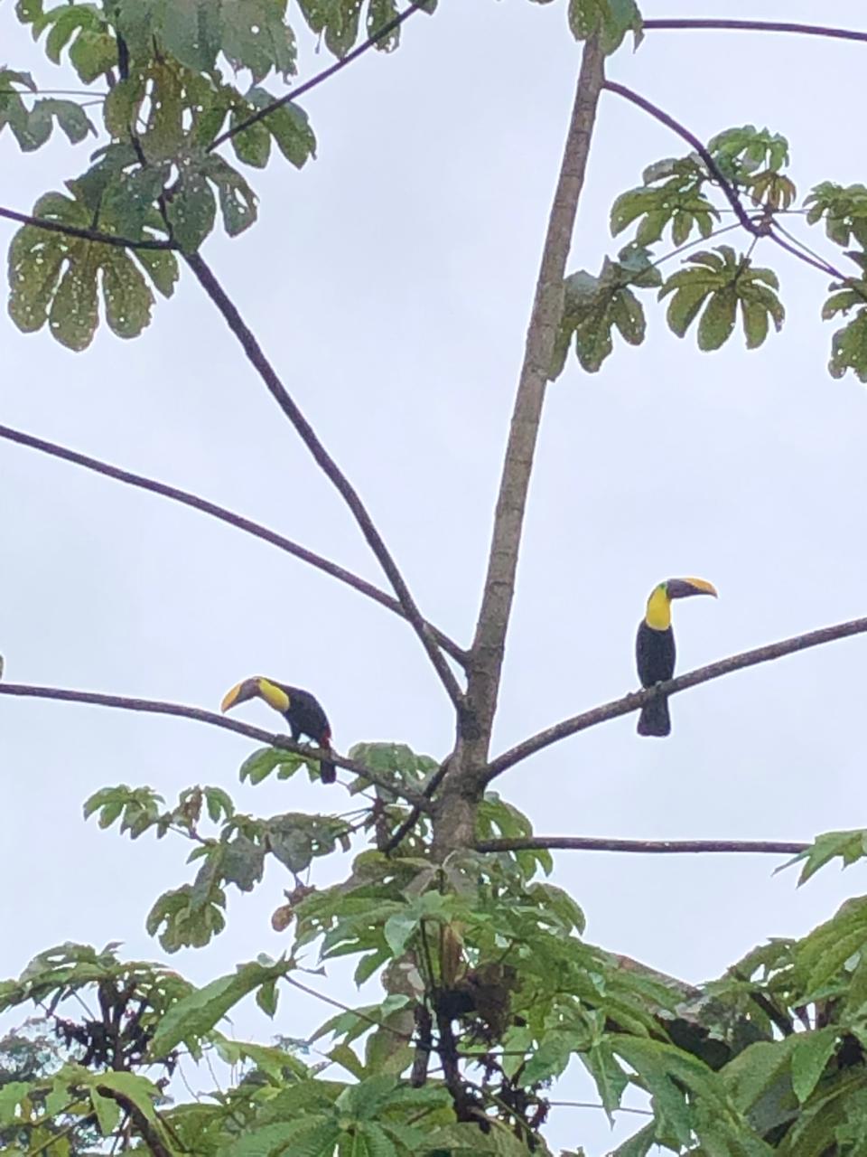 Yellow-throated Toucans