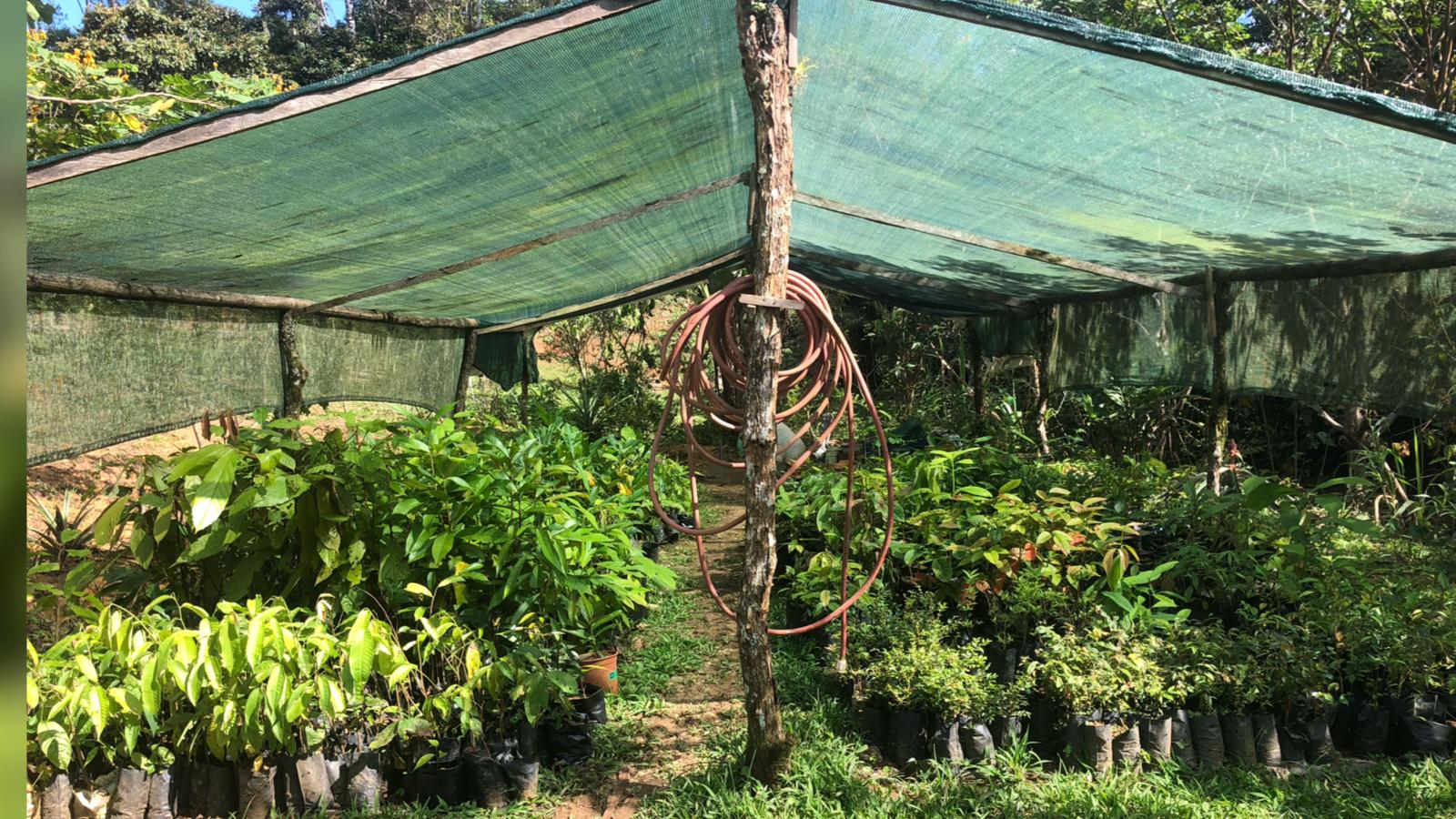 La Floresta Tree Nursery