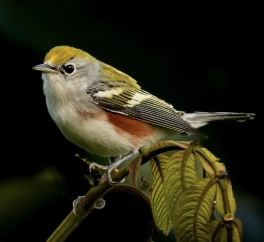 Chestnut-sided Warbler