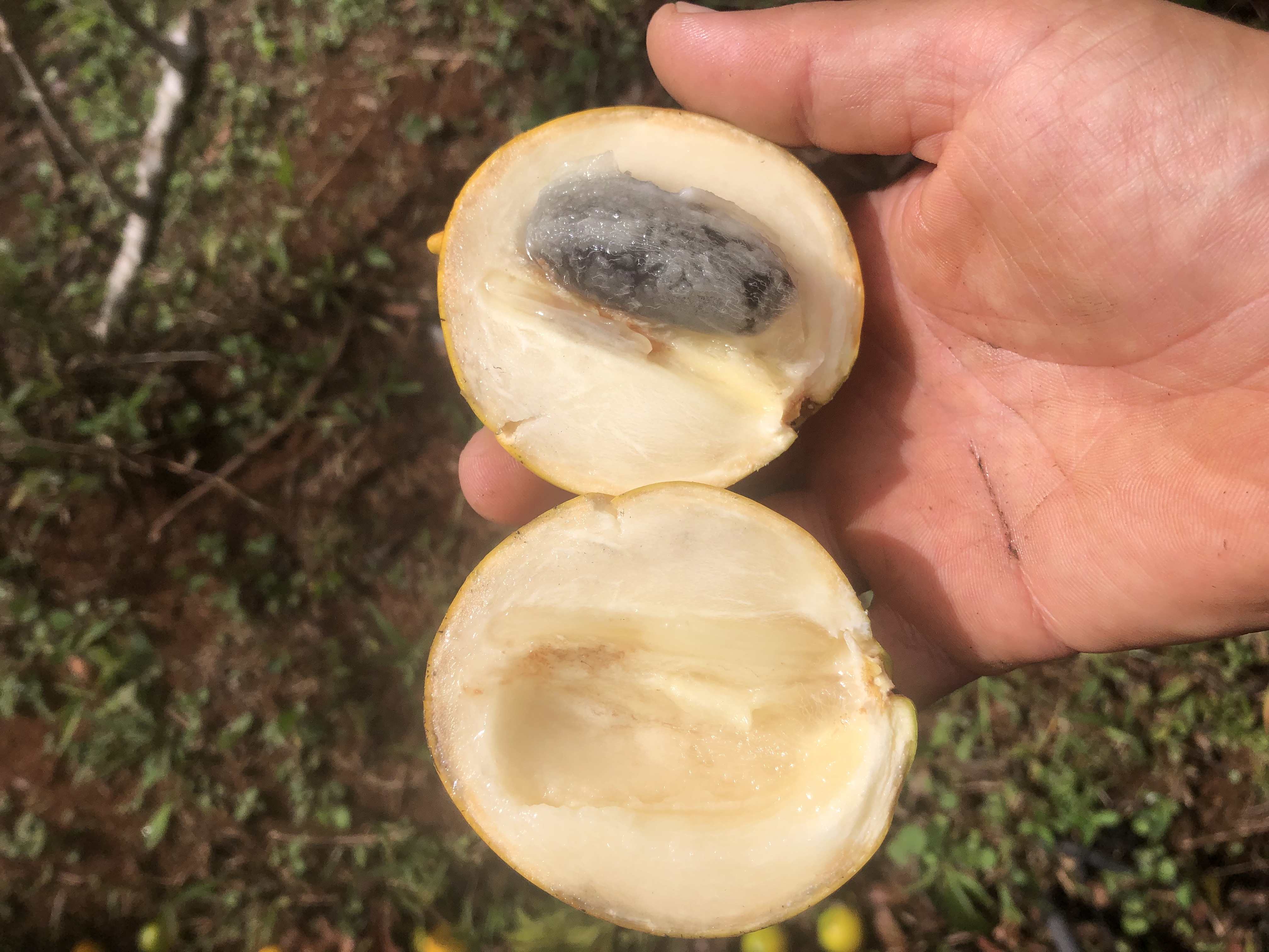 White fleshed abiu